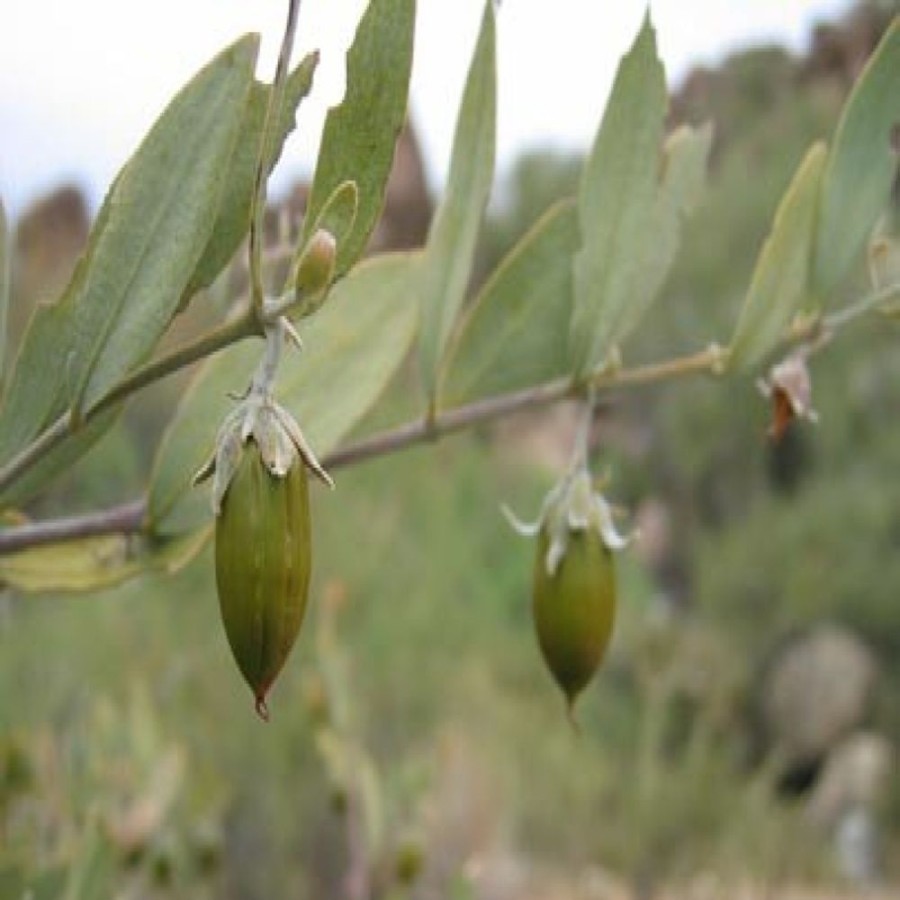 Clearance La Saponaria Olio Di Jojoba