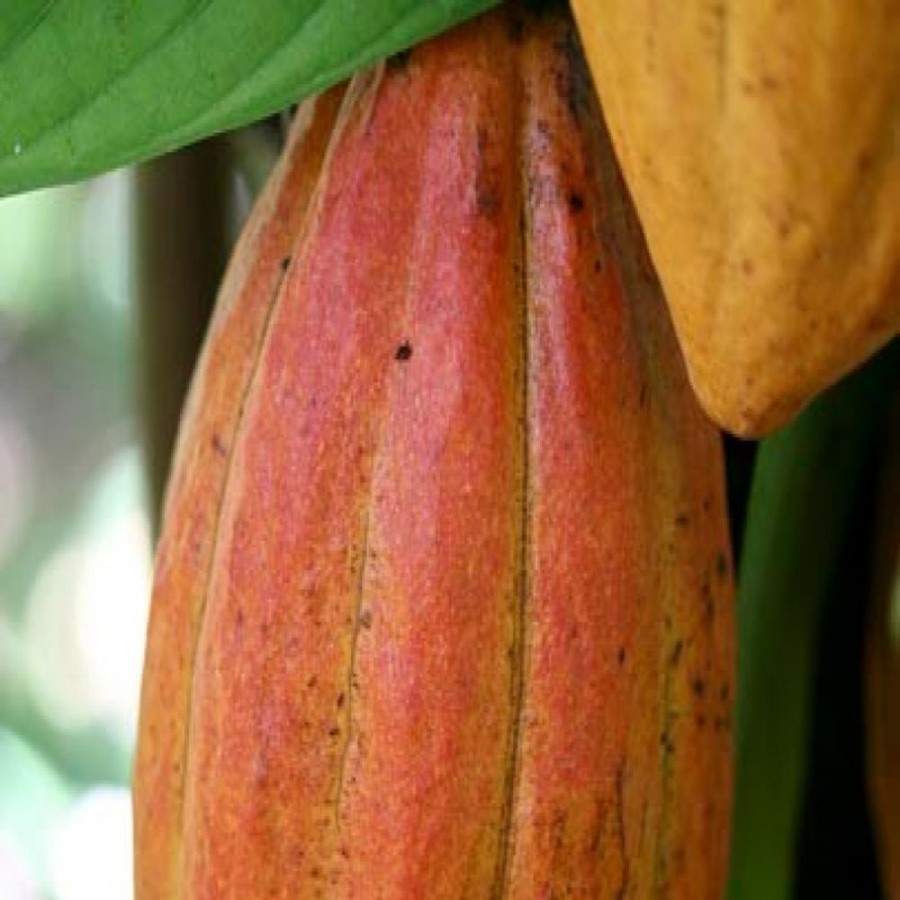 Online La Saponaria Burro Di Cacao